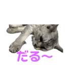 のんびりももちゃんの日常（個別スタンプ：1）