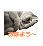 のんびりももちゃんの日常（個別スタンプ：7）