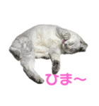 のんびりももちゃんの日常（個別スタンプ：8）