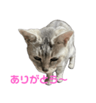 のんびりももちゃんの日常（個別スタンプ：10）