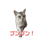 のんびりももちゃんの日常（個別スタンプ：12）