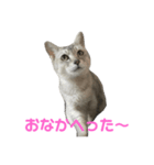 のんびりももちゃんの日常（個別スタンプ：14）