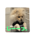 ポメラニアン - 犬 - 癒し -日常会話（個別スタンプ：2）