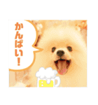 ポメラニアン - 犬 - 癒し -日常会話（個別スタンプ：4）