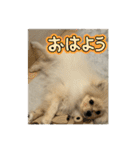 ポメラニアン - 犬 - 癒し -日常会話（個別スタンプ：6）