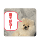 ポメラニアン - 犬 - 癒し -日常会話（個別スタンプ：7）