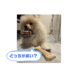 ポメラニアン - 犬 - 癒し -日常会話（個別スタンプ：8）