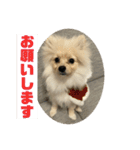 ポメラニアン - 犬 - 癒し -日常会話（個別スタンプ：10）