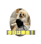 ポメラニアン - 犬 - 癒し -日常会話（個別スタンプ：12）