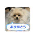 ポメラニアン - 犬 - 癒し -日常会話（個別スタンプ：13）