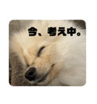 ポメラニアン - 犬 - 癒し -日常会話（個別スタンプ：14）