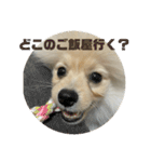 ポメラニアン - 犬 - 癒し -日常会話（個別スタンプ：16）