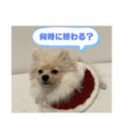 ポメラニアン - 犬 - 癒し -日常会話（個別スタンプ：17）