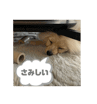 ポメラニアン - 犬 - 癒し -日常会話（個別スタンプ：20）