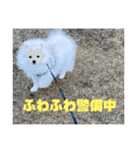 ポメラニアン - 犬 - 癒し -日常会話（個別スタンプ：21）