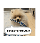 ポメラニアン - 犬 - 癒し -日常会話（個別スタンプ：23）