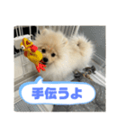 ポメラニアン - 犬 - 癒し -日常会話（個別スタンプ：27）