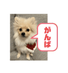 ポメラニアン - 犬 - 癒し -日常会話（個別スタンプ：29）