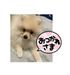 ポメラニアン - 犬 - 癒し -日常会話（個別スタンプ：30）