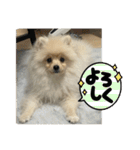 ポメラニアン - 犬 - 癒し -日常会話（個別スタンプ：31）