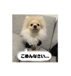 ポメラニアン - 犬 - 癒し -日常会話（個別スタンプ：35）