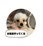 ポメラニアン - 犬 - 癒し -日常会話（個別スタンプ：36）