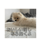 ポメラニアン - 犬 - 癒し -日常会話（個別スタンプ：37）