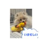 ポメラニアン - 犬 - 癒し -日常会話（個別スタンプ：38）