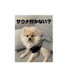 ポメラニアン - 犬 - 癒し -日常会話（個別スタンプ：39）