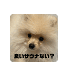 ポメラニアン - 犬 - 癒し -日常会話（個別スタンプ：40）