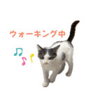 竹内家の猫さん（個別スタンプ：1）