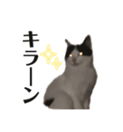 竹内家の猫さん（個別スタンプ：2）