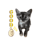 竹内家の猫さん（個別スタンプ：6）