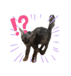 竹内家の猫さん（個別スタンプ：7）