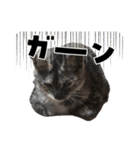 竹内家の猫さん（個別スタンプ：8）