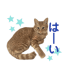 竹内家の猫さん（個別スタンプ：12）