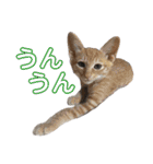 竹内家の猫さん（個別スタンプ：14）
