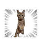 竹内家の猫さん（個別スタンプ：15）