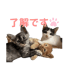 竹内家の猫さん（個別スタンプ：16）
