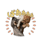 竹内家の猫さん（個別スタンプ：18）