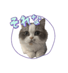 竹内家の猫さん（個別スタンプ：21）