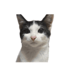 竹内家の猫さん（個別スタンプ：22）