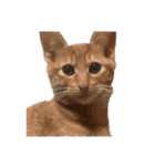 竹内家の猫さん（個別スタンプ：23）