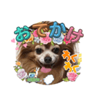 ラブリ～はなちゃん❤️＆こてつ編（個別スタンプ：9）