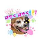 ラブリ～はなちゃん❤️＆こてつ編（個別スタンプ：11）