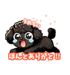 黒いマルプーちゃん_バージョン3（個別スタンプ：17）