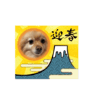 動く犬猫たち（個別スタンプ：7）