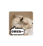 ポメラニアン - 犬 - 福丸ちゃん（個別スタンプ：2）