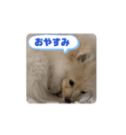 ポメラニアン - 犬 - 福丸ちゃん（個別スタンプ：3）