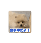 ポメラニアン - 犬 - 福丸ちゃん（個別スタンプ：4）